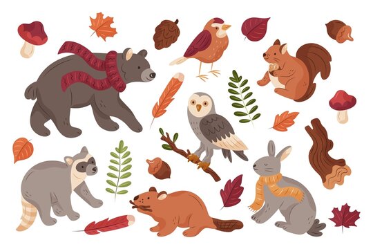 hand drawn autumn forest animals collection vector design illustration