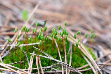 Blooming moss in a pine forest