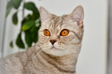 Obraz premium British shorthaired kitten with yellow eyes .Close-up. Cute pet animal. Portrait.