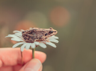 The frog sits on a white flower on a dark blurred background. A tailless amphibian on a chamomile. Macro. Wild nature. Copy space. Selective focus.