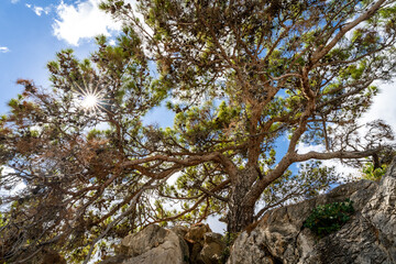 Fototapeta na wymiar Sonnenstrahlen durch knorrigen Baum