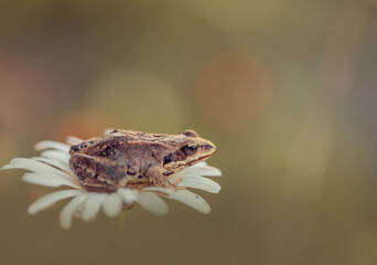 The frog sits on a white flower on a dark blurred background. A tailless amphibian on a chamomile. Macro. Wild nature. Copy space. Selective focus.
