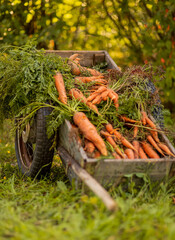 Wooden cart on wheels with carrots. Harvesting, autumn concept. Vegetables, garden wheelbarrow.
