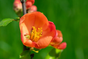 Bright flowers of Japanese quince