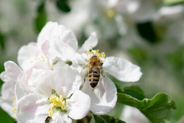 Blooming apple tree