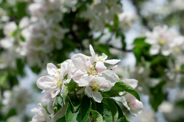 Blooming apple tree