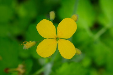 yellow wild flower
