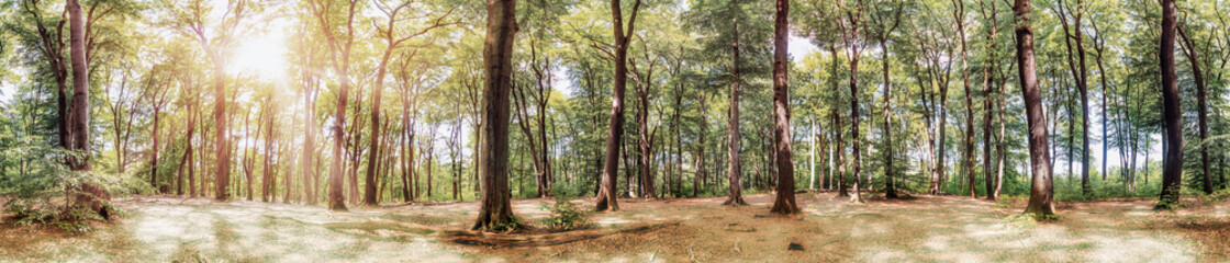 Panorama of a picturesque fairytale forest in the light of the bright summer sun