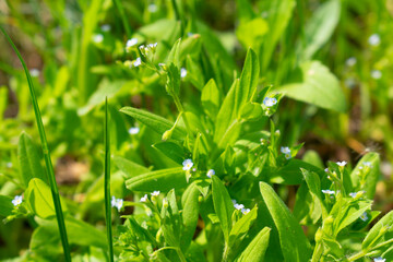 Small white wildflowers full frame