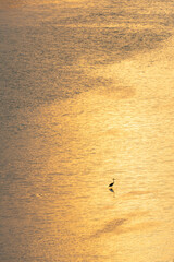 A lone egret wading in Tigertail lagoon at golden hour on Marco Island