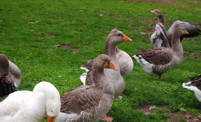 Domestic geese on the farm. Flock of fattening geese, on the rural farm for the production of meat and goose feathers. Flock of white domestic geese on the pasture. White and brown goose on farm.