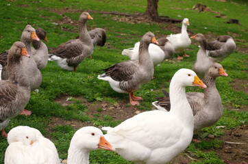 Obraz premium Domestic geese on the farm. Flock of fattening geese, on the rural farm for the production of meat and goose feathers. Flock of white domestic geese on the pasture. White and brown goose on farm.