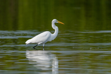 A Great Egret watches  for prey in a lagoon in Florida.