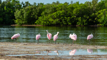 Naklejka premium Roseate Spoonbills by the water