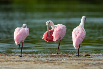 Three Roseate Spoonbills by the water, one preening