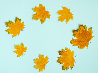 Colorful autumn background of dried maple leaves arranged in a circle on light blue, top view background