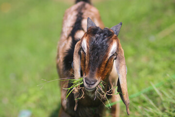 Goat with long ears and brown fur is eating grass in the fields on a sunny morning