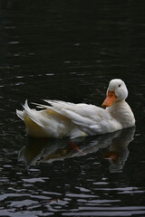 The white duck in a lonely lake