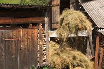 Men in the village preparate hay for the winter.