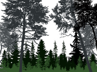 grey dark pines in forest isolated on white