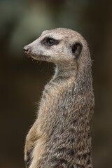 meerkat on guard