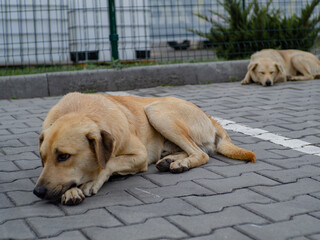 Naklejka na ściany i meble A sad homeless dog lying on the ground