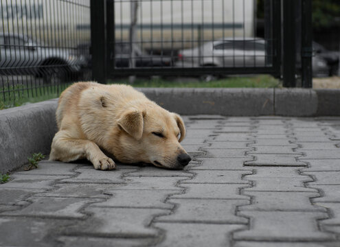 A sad homeless dog sleeping on the ground