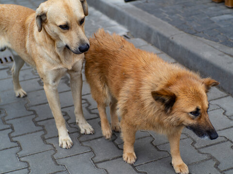 Two lonely homeless dogs roaming the streets
