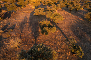 Landscape in Dehesa de la Luz. Extremadura. Spain.