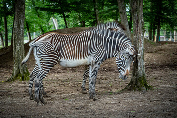 Fototapeta na wymiar Zebra at the zoo in Targu Mures, Romania