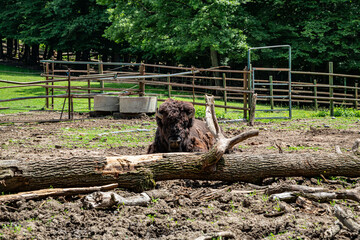 Bison ( Buffalo ) at the zoo in Targu Mures, Romania
