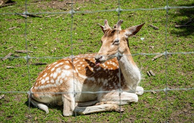 Deer at the zoo in Targu Mures, Romania