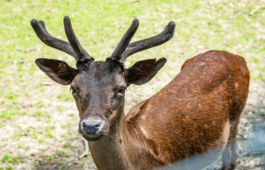 Deer at the zoo in Targu Mures, Romania