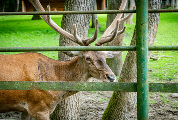 Deer at the zoo in Targu Mures, Romania