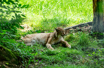 Naklejka premium Lynx at the zoo in Targu Mures, Romania