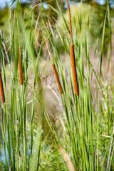 reeds in the water