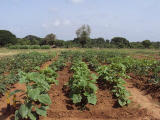 Fototapeta na wymiar Agriculture field. A research site for evaluating crops for commercial cultivations