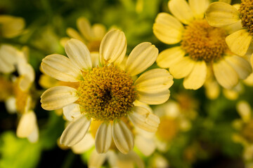 Chamomile flowers close up in golden light