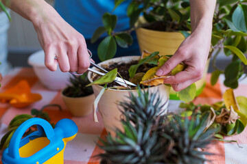 A woman is cutting yellow leaves, a girl is caring for indoor plants