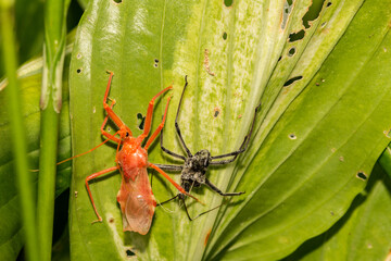 Wheel Bug Molting (Arilus cristatus)