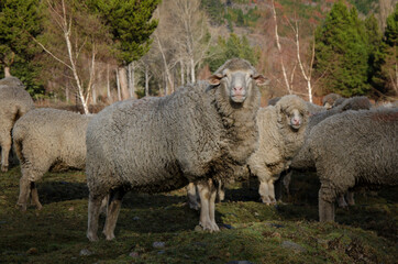 full body sheep, dirty wool sheep on a farm