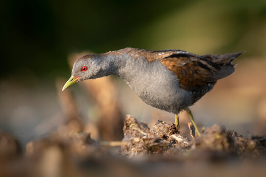 Little crake bird ( Porzana parva )