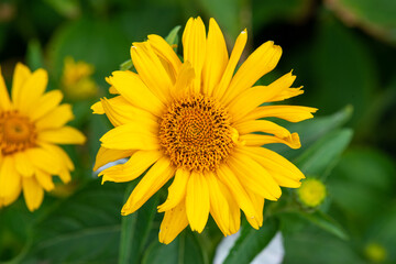 big white daisy stretches towards the sun. High quality photo