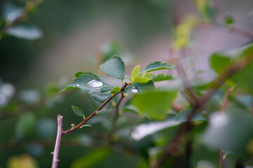 bushes after watering, leaves with water drops. green leaves in the garden, morning dew or drops after rain. natural background, close-up