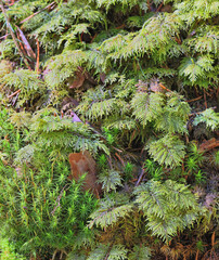 green moss in forest closeup
