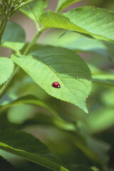 beetle ladybug sitting on a green leaf