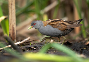 Little crake bird ( Porzana parva )