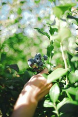 Picking Blueberries on Farm