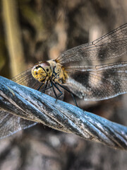 close up of a dragonfly