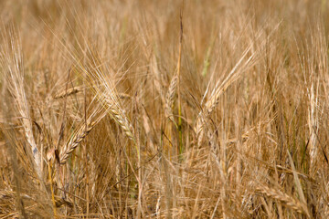 golden spikelets of wheat in the field close up. Ripe large golden ears of wheat against the yellow background of the field. Close-up, nature. The idea of a rich summer harvest, farming